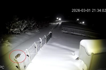 Ordu’da nesli tükenmekte olan vaşak görüntülendi 