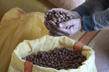 Ordu’da serbest piyasada fındık fiyatları 300 liraya ulaştı 