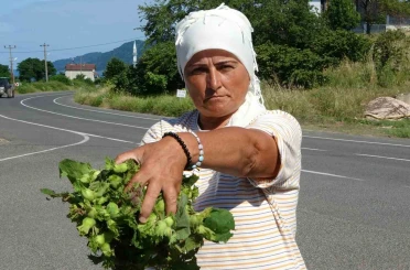 Ordu’da taze fındık tezgahlarda: Kilosu 200 lira 