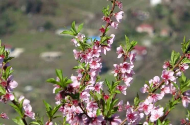 Ordu’da yalancı bahar: Meyve ağaçları kışın çiçek açtı 
