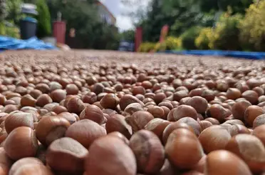 Ordu’nun yüksek kesimlerde fındıkta kurutma mesaisi sürüyor

