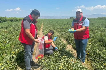 Organik domates üretimine kalıntı denetimi 