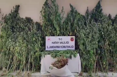 Orman içine ekilen kenevir tarlasını jandarma tespit etti 