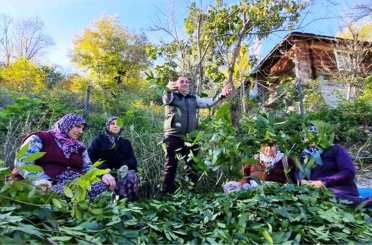 Orman köylüsü ekmeğini topraktan çıkartıyor 