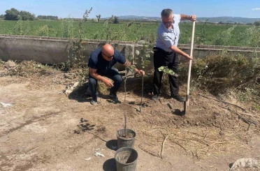 Orman yangınlarında kaybedilen her ağaç yerine 10 fidan 