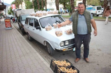 Ormanda sağanak yağmur altında kendiliğinden yetişiyor, kilogramı 350 TL’den satılıyor 