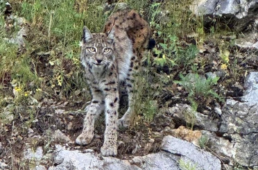 "Ormanın hayaleti" vaşak Kemaliye’de görüntülendi 