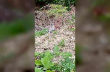 "Ormanın hayaleti" vaşak Sinop’ta ortaya çıktı 