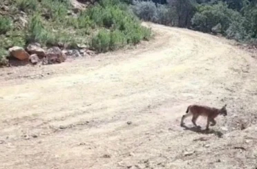 "Ormanın hayaleti" vaşak ve yavruları kamerada 