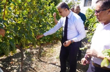 Osmancık karası üzümü tescillendi 