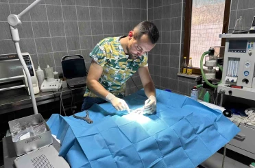 Osmaneli’nde olta iğnesi batmış kedi kurtarıldı 