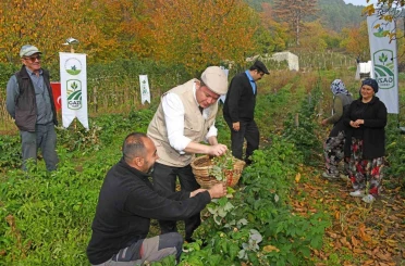Osmangazi Belediyesinden dağ köylerinde ahududu seferberliği; hedef 100 dönüm 