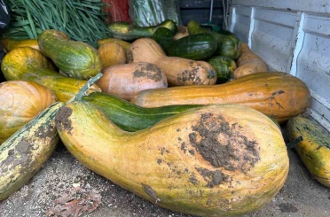 Osmangazi’de 30 kilogramlık Kıbrıs bal kabağı yetiştirildi 