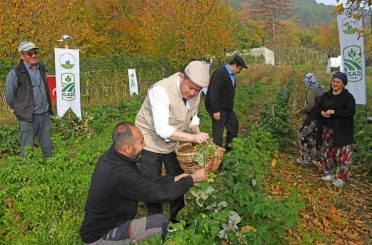 Osmangazi’de Üzümsü Meyvelerde Organik Tarım Seferberliği 
