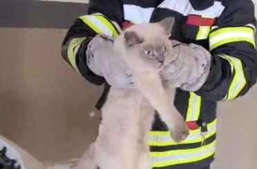 Osmaniye’de araç motoruna sıkışan kedi kurtarıldı 