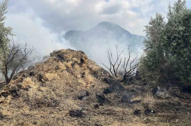 Osmaniye’de bahçedeki saman balyaları yandı, zeytin fidanları zarar gördü 