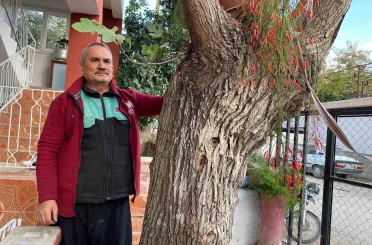 Osmaniye’de dut gövdesinden incir çıktı: Dut ağacının gövdesinde yetişip meyve veren incir ağacı şaşırttı 