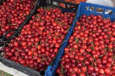 Osmaniye’de kiraz hasadı başladı 