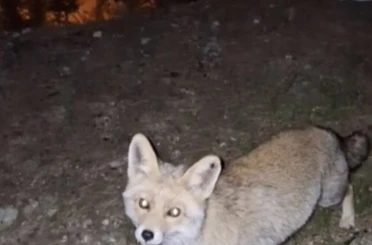 Osmaniye’de meraklı tilki, Osmaniye kömbesini geri çevirmedi 