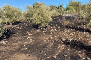 Osmaniye’de zeytinlik alanda çıkan yangın paniğe neden oldu 