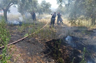 Ot biçerken zeytinliği yaktı 
