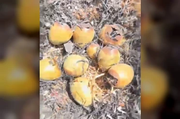 Otluk alanda çıkan yangın kuş yuvalarına zarar verdi 