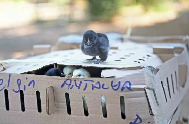 Otobüsle Bursa’dan Antalya’ya karton koliler ile 700 civciv gönderdiler 