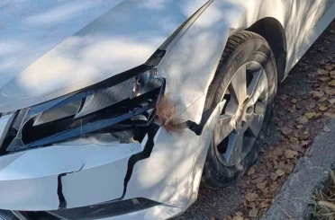 Otomobil ayıya çarptı 