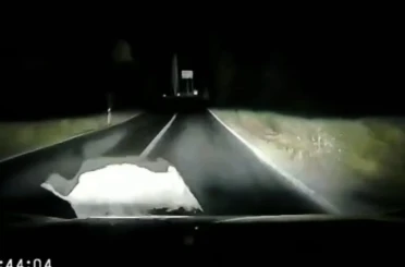 Otomobil domuza çarptı; çarpma anı araç kamerasında 