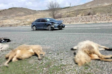 Otomobil koyun sürüsüne daldı: 9 koyun telef oldu 