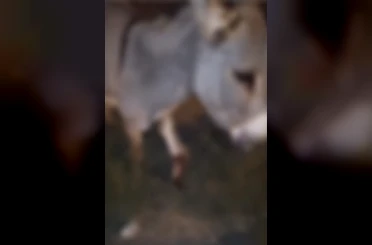 Otomobilin çarptığı eşek yaralandı 
