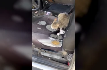 Otomobilin içinde yavruladı 