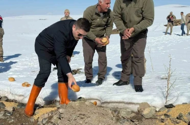 Özalp ilçesinde doğaya yem bırakıldı 