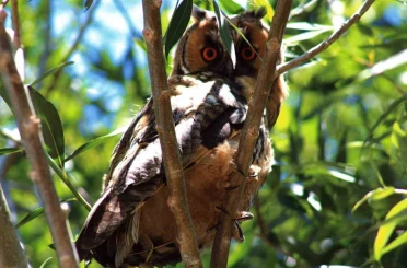 Özalp’te kulaklı orman baykuşu görüntülendi 