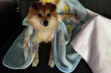 "Pablo"yu bulana 50 bin lira ödül verecekler 