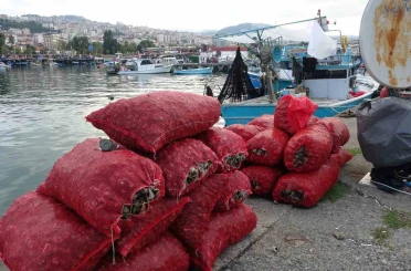 Palamut gibi onun da avı balıkçıları hüsrana uğrattı 