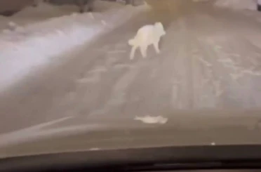 Patnos ilçe merkezinde kurt görüldü 