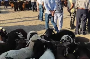 Patnos’ta hayvan pazarı yeniden açıldı 