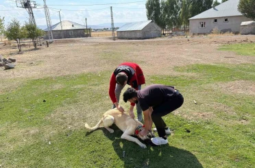 Patnos’ta köpeklere mikroçip ve kuduz aşısı uygulaması 