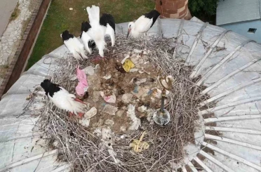 Patnos’ta leylekler yuvalarına temmuzda döndü 