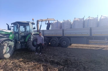 Patnos’ta patates hasadı başladı 