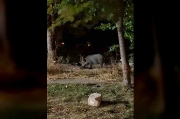 PAÜ Kampüsündeki atıklar domuzları cezbetti 