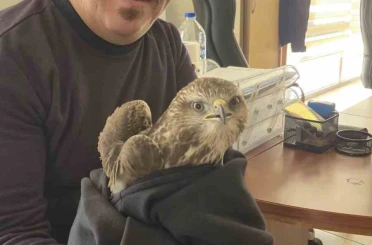 Payas’ta yaralı şahin bulundu 