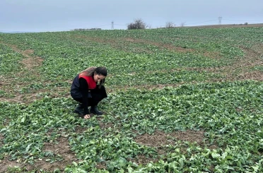 Pehlivanköy’de anıza ekim yapılan kanola tarlasında bitkinin fizyolojik gelişimi incelendi 