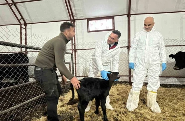 Pertek’te kırsala bereket: Genç veterinere hayvancılık desteği 