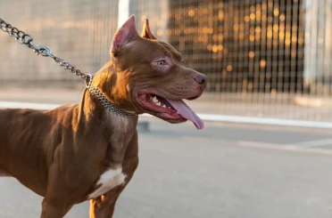 Pitbull, iki çocuğa saldırdı: Köpeğin sahibi gözaltında