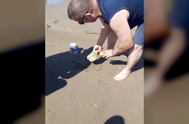 Plajda görülen yılan vatandaşlara panik yaşattı 