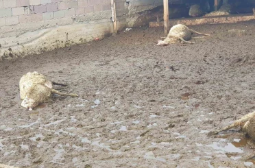 Polatlı’da kurt saldırısı: 15 koyun telef oldu 