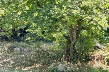 Polenler köyü beyaz örtüyle kapladı 