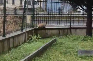 Porsuk yanlışlıkla site bahçesine girerse... 